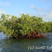 mangroves_jar_h_0394_cub2124.jpg
